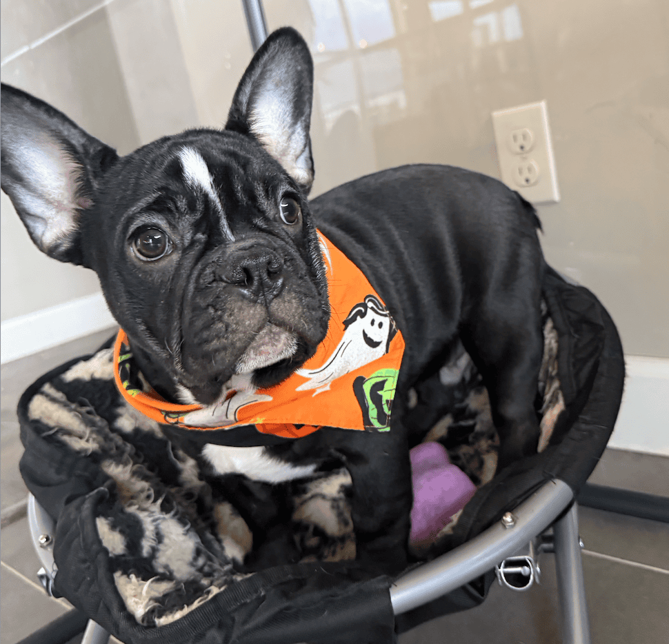 Screenshot 2025-09-29 at 7.30.12 PM